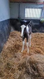 Merrie met veulen te koop, Dieren en Toebehoren, Paarden, Merrie, Minder dan 160 cm, Gechipt, 7 tot 10 jaar