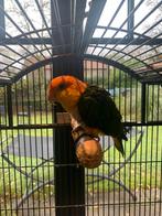 Handtamme roestkop caique, Dieren en Toebehoren