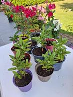 Jonge phloxplanten (vaste planten). Meerdere kleuren, Tuin en Terras, Planten | Tuinplanten, Overige soorten, Volle zon, Vaste plant