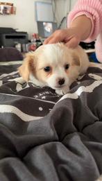 chihuahua pups, 8 à 15 semaines, Plusieurs, Éleveur | Loisir, Chihuahua