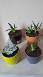 kamerplant, Huis en Inrichting, Kamerplanten, Groene kamerplant, Ophalen, Vetplant, In pot