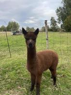 alpaca merrie, Dieren en Toebehoren, Schapen, Geiten en Varkens, Vrouwelijk, 0 tot 2 jaar