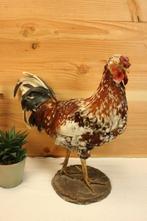 Taxidermie - Opgezette grote haan, Ophalen of Verzenden, Gebruikt, Vogel, Opgezet dier