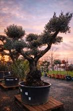 Prachtige olijfboom Olea Europaea ponpon - op voorraad, Enlèvement, Olivier