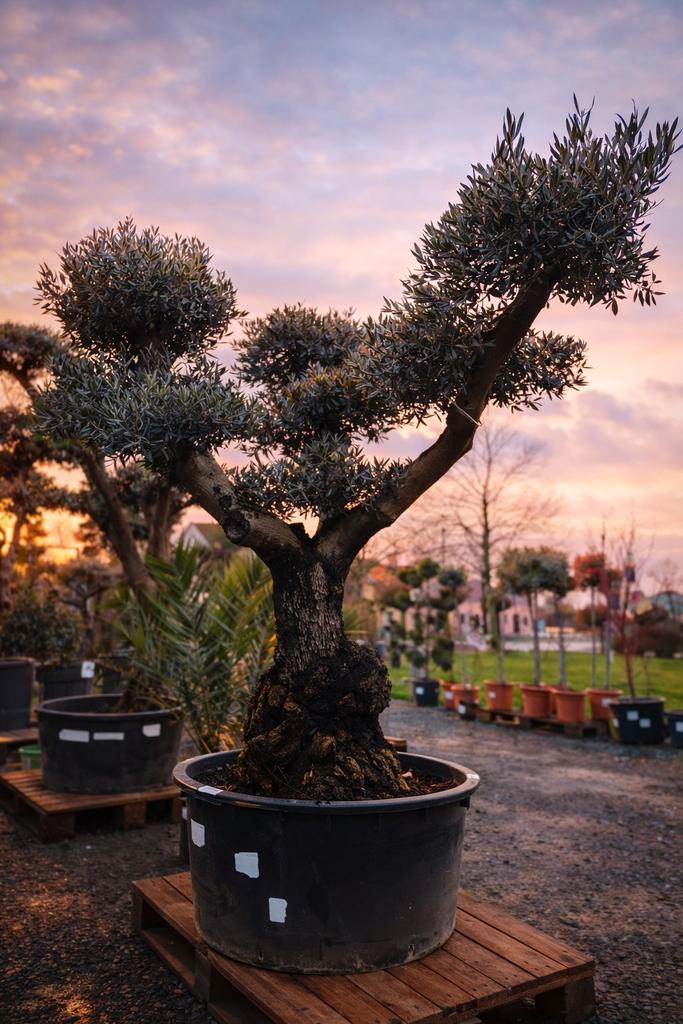 Prachtige olijfboom Olea Europaea ponpon - op voorraad, Tuin en Terras, Planten | Bomen, Olijfboom, Ophalen