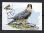Année 2008 : Carte maximum 3751 - Oiseaux - Faucon pélerin -, Timbres & Monnaies, Timbres | Europe | Belgique, Enlèvement ou Envoi