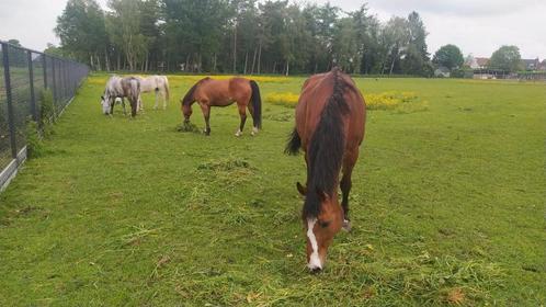 Stalling te huur, Dieren en Toebehoren, Paarden