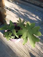 Tetrapanax, Tuin en Terras, Ophalen