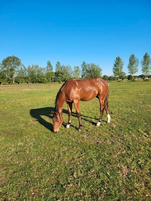 Don't touch jaarling hengst, Dieren en Toebehoren, Paarden, Merrie, Ontwormd