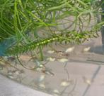 20 Platty's mix, Dieren en Toebehoren, Vis, Zoetwatervis