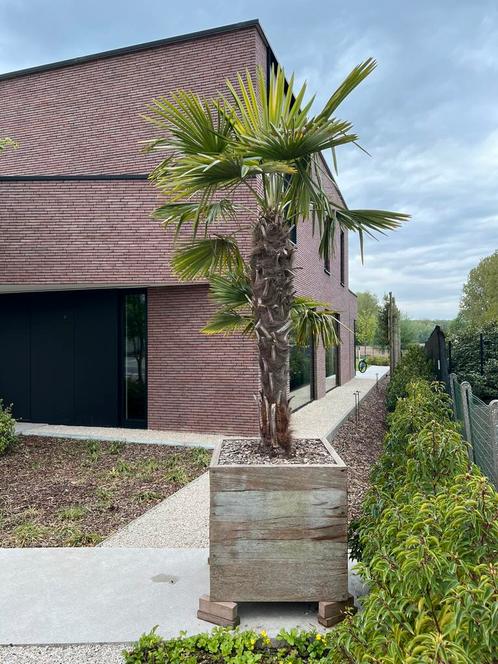 Palmboom met Vasari Planter (Iroko) van Out-standing, Tuin en Terras, Planten | Bomen, Palmboom, 250 tot 400 cm, Volle zon, Zomer