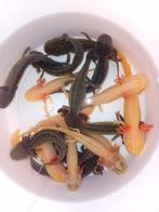 Axelotl babies handtam