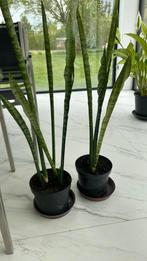 Sanseveria, Huis en Inrichting, Kamerplanten, Ophalen, Overige soorten, Minder dan 100 cm, Bloeiende kamerplant