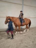 Bruikleen /te koop, Dieren en Toebehoren, Paarden, Merrie
