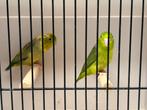 Koppel forpus groenbont, Dieren en Toebehoren, Vogels | Parkieten en Papegaaien, Meerdere dieren, Parkiet, Geringd