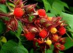 Rubus phoeniculasius, Tuin en Terras, Planten | Fruitbomen, Ophalen