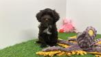 Havanezer pups, Dieren en Toebehoren, Honden | Chihuahua's en Gezelschapshonden, België, Overige rassen, 8 tot 15 weken, CDV (hondenziekte)