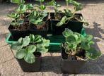 Plants de fraises au champ, variété super résistante, Enlèvement ou Envoi, Plantes fruitières, Plante fixe