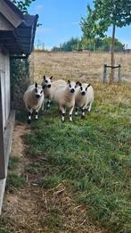 Kerry Hill dekrammen gekeurd, Dieren en Toebehoren, Schapen, Geiten en Varkens