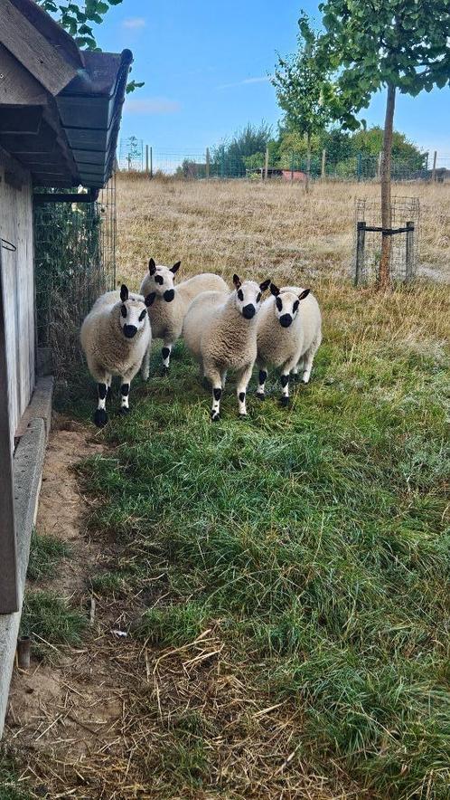 Kerry Hill dekrammen gekeurd, Dieren en Toebehoren, Schapen, Geiten en Varkens