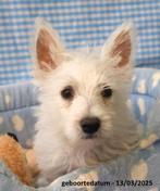 Super leuke Westie pups!, Dieren en Toebehoren, 15 weken tot 1 jaar, Overige rassen, Buitenland, CDV (hondenziekte)