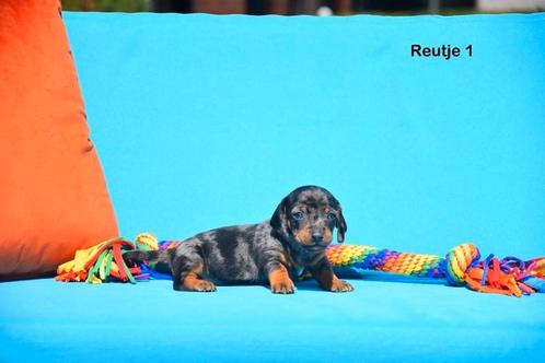 Prachtige Merle Teckel pupjes, Dieren en Toebehoren, Honden | Teckels en Dashonden, Meerdere dieren, Korthaar, Dwerg, Fokker | Professioneel