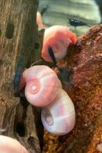 Posthoornslakken, Dieren en Toebehoren, Vissen | Aquariumvissen
