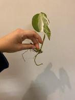 Monstera Deliciosa Albo Variegata #5, Huis en Inrichting, Kamerplanten, Ophalen of Verzenden