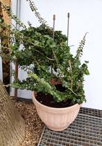 Hedera helix 'Erecta' (Klimop), Struik, Ophalen