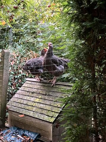 Mechelse koekoek 14w, Femelle, Poule ou poulet