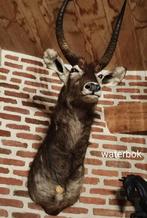 waterbok, Antiquités & Art, Curiosités & Brocante, Enlèvement