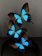 Splendide Envol de 3 Papillons Exotiques Ulysses Telegonus, Insecte, Animal empaillé, Enlèvement ou Envoi, Neuf
