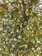 Maretakken te koop, Tuin en Terras, Planten | Struiken en Hagen, Ophalen, Overige soorten, Struik, Minder dan 100 cm