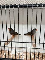 Timor zebravinken, Dieren en Toebehoren, Vogels | Overige Vogels, Geringd