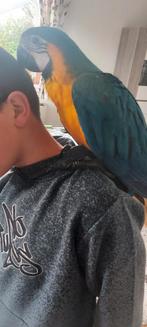 Ara Mararauna-team, Dieren en Toebehoren, Papegaai, Pratend