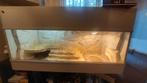 Groot terrarium, Dieren en Toebehoren, Reptielen en Amfibieën | Toebehoren, Ophalen, Gebruikt, Terrarium of Paludarium