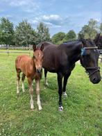 Fokmerrie Cornet Obolensky x Marius Claudius, Merrie