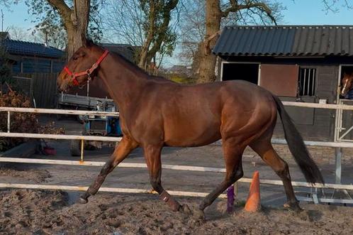 Mega leuk veelzijdig 3 jarig paard! RX goed gekeurd, Dieren en Toebehoren, Paarden, Ruin, Zadelmak, Minder dan 160 cm, 3 tot 6 jaar