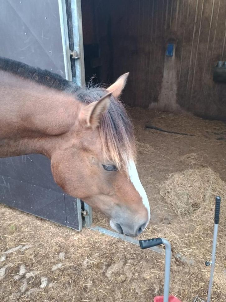 Franches Montange / Freiberger, Dieren en Toebehoren, Paarden, Ruin, Niet van toepassing, 160 tot 165 cm, 3 tot 6 jaar, Tuigpaard
