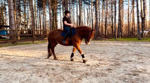 Halve stal aangeboden, Dieren en Toebehoren, Pony's, Ruin