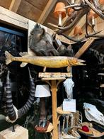 Taxidermie snoek opgezet op statief, Ophalen of Verzenden