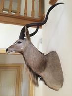Jacht trofee - Kudu, Ophalen, Gebruikt