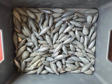 Lood van 125gr en 150gr.  beschikbaar voor biedingen