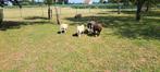 3 lammeren: 2 witte ooien en 1 bruine ram