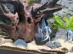 Pterophyllum scalare blue, Vis, Zoetwatervis