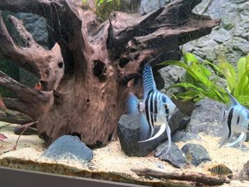 Pterophyllum scalare blue beschikbaar voor biedingen