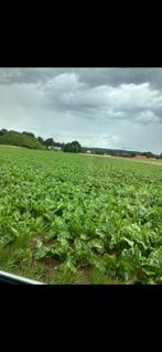 Voederbieren, Enlèvement