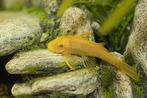 Lemon blue eyes 3cm, Dieren en Toebehoren, Vissen | Aquariumvissen, Zoetwatervis, Vis