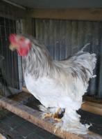 Brahma haan, Dieren en Toebehoren, Pluimvee