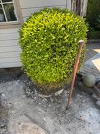 Buxus 1m30, Tuin en Terras, Planten | Struiken en Hagen, Ophalen, Buxus